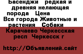 Басенджи - редкая и древняя нелающая порода › Цена ­ 50 000 - Все города Животные и растения » Собаки   . Карачаево-Черкесская респ.,Черкесск г.